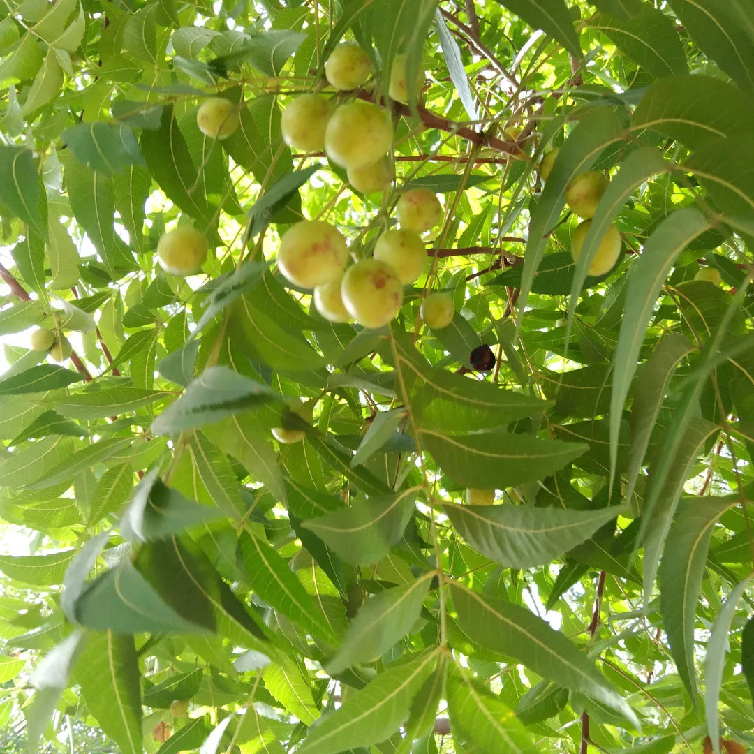 Neem: The Ayurvedic Powerhouse for Clear and Healthy Skin